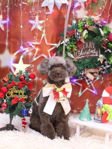 20231208モカちゃん